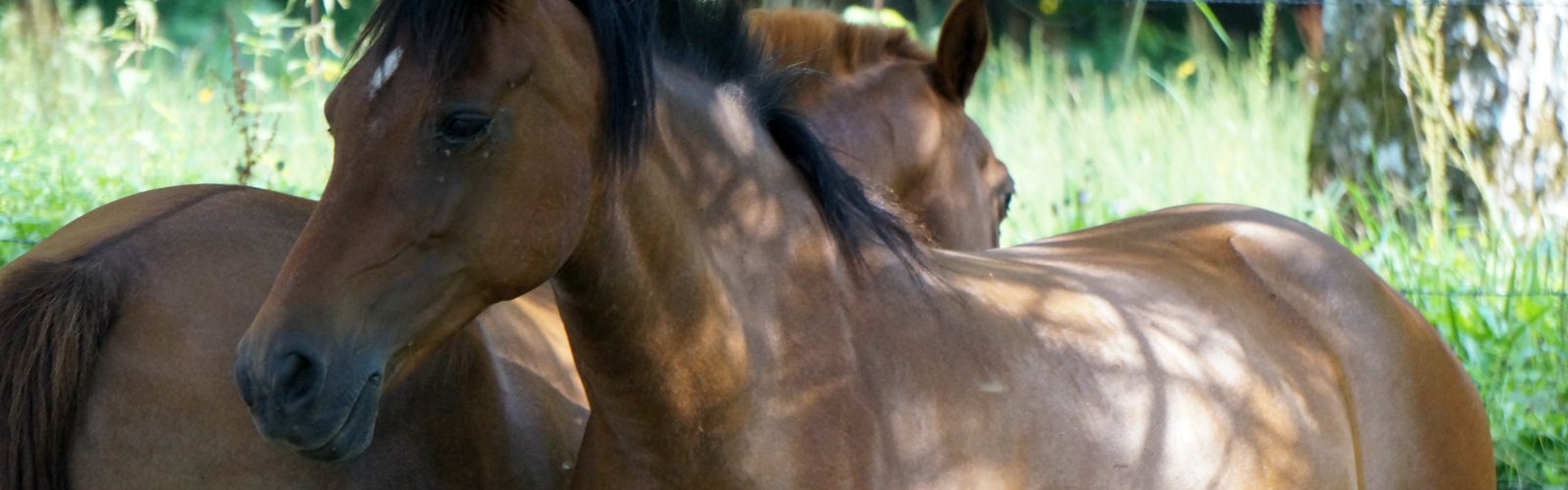 Chevaux d'élevage de la famille Juventin en Savoie