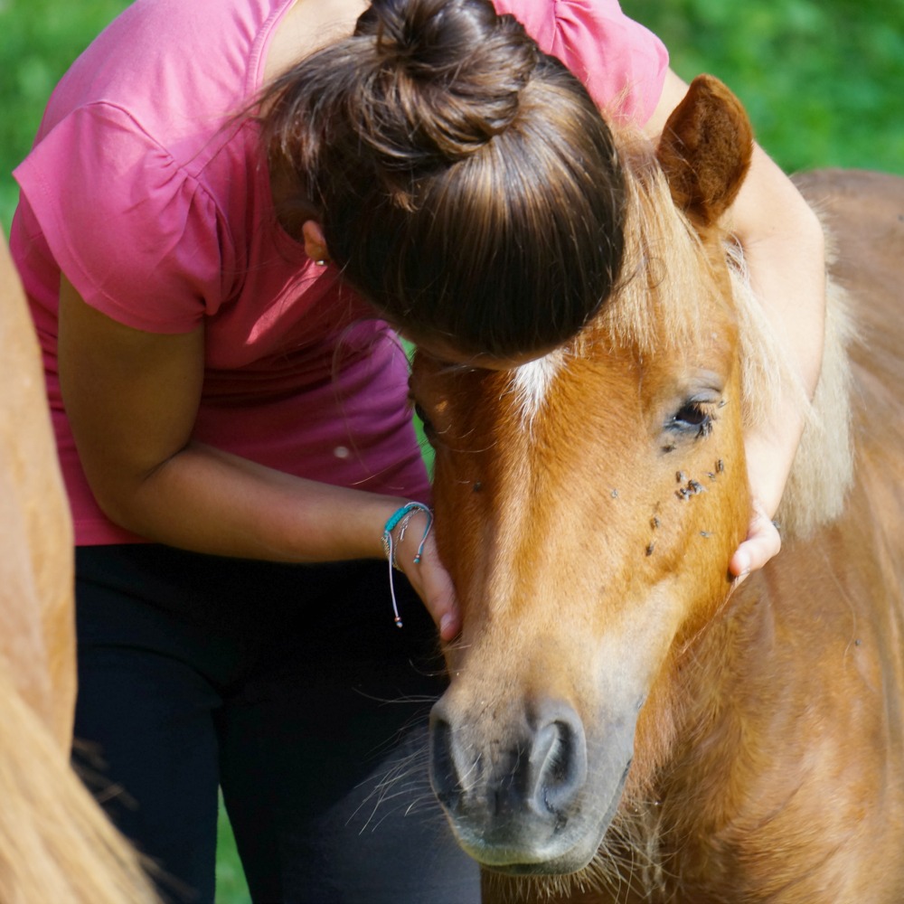 Les enfants prennent des cours d'équitation et apprennent à prendre soin des poneys et chevaux