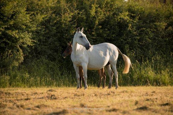 La pension de cheval en Savoie se situe à Chambéry à Saint-Hélène du Lac