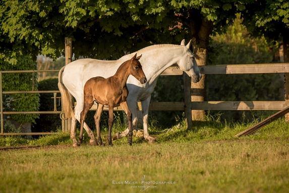 Mettre en pension son cheval en Savoie, à Saint-Hélène du Lac au centre équestre Juventin