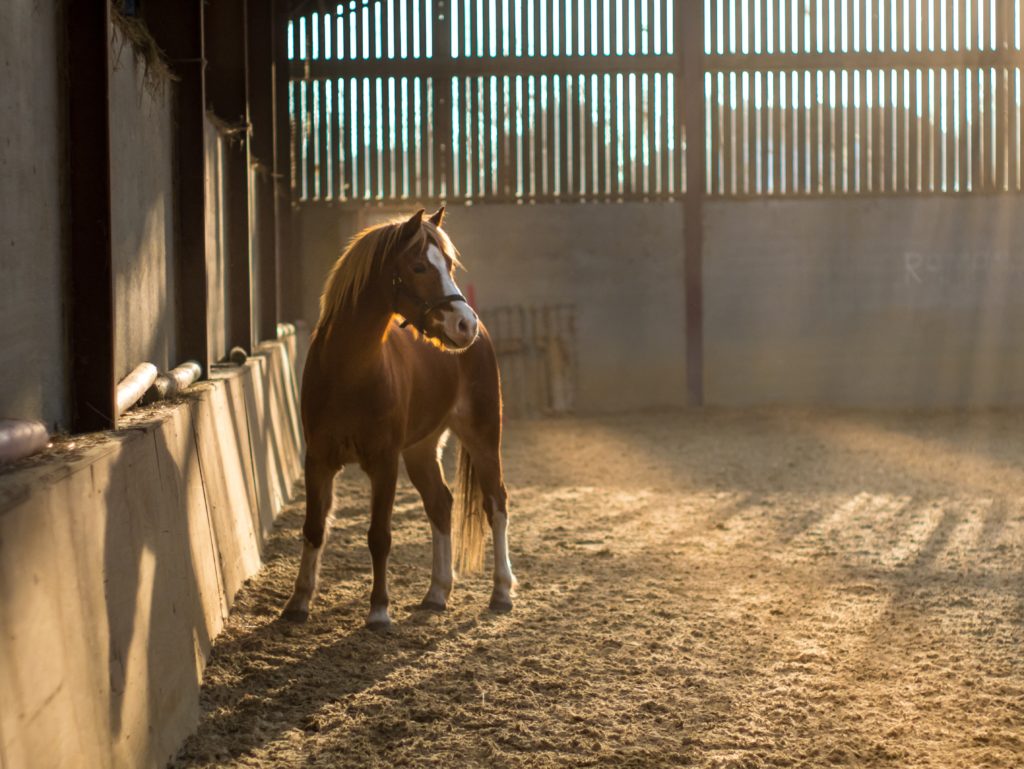 Comment longer son cheval ? Explication de la méthode. Cours avec un moniteur équestre en Savoie.